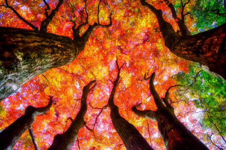 Tall Maples Jigsaw Puzzle