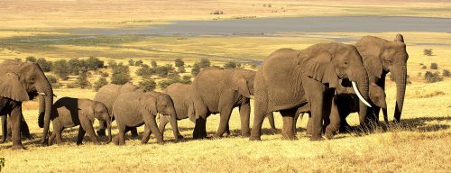 Tanzania Elephants Jigsaw Puzzle