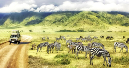 Tanzania Zebras Jigsaw Puzzle