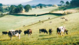 Taranaki Holsteins