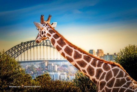 Taronga Zoo Jigsaw Puzzle