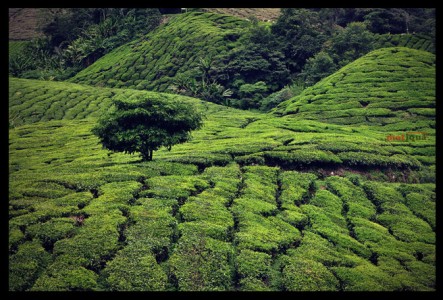 Tea Farm Jigsaw Puzzle