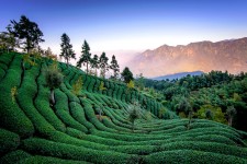 Tea Field