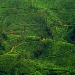 Tea Fields