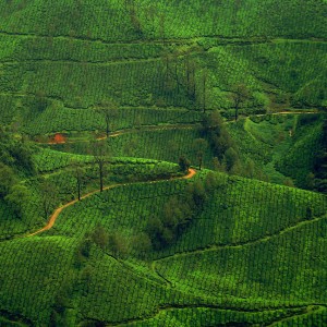 Tea Fields Jigsaw Puzzle