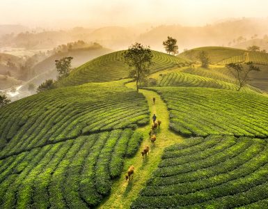 Tea Hill Jigsaw Puzzle