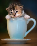 Teacup Kitten