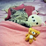 Teddy Bears and Cat