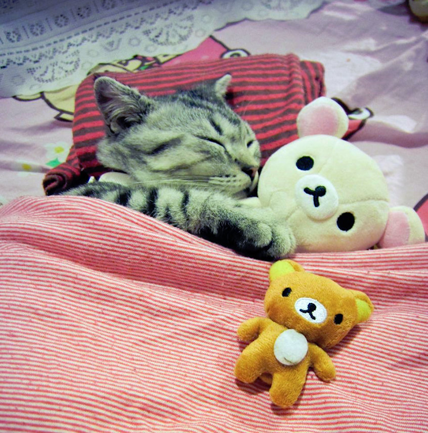 cat looks like teddy bear