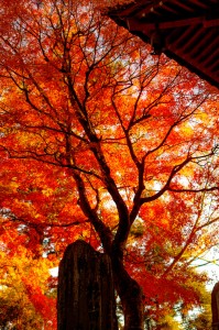 Temple Tree Jigsaw Puzzle