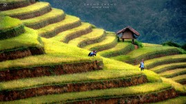 Terraced Fields