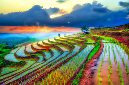 Terraced Rice Paddies Jigsaw Puzzle