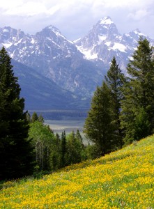 Teton Meadow Jigsaw Puzzle