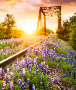 Texas Bluebonnets Jigsaw Puzzle