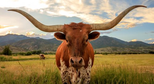 Texas Longhorn Jigsaw Puzzle