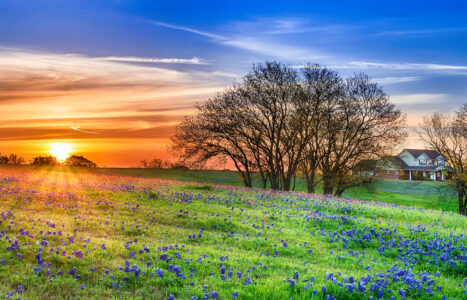 Texas Sunrise Jigsaw Puzzle Texas Sunrise Jigsaw Puzzle