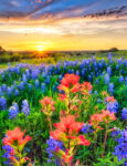 Texas Sunset