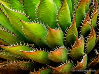 Thorny Cactus
