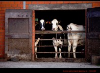 Three Cows