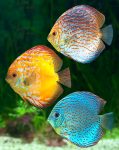 Three Discus