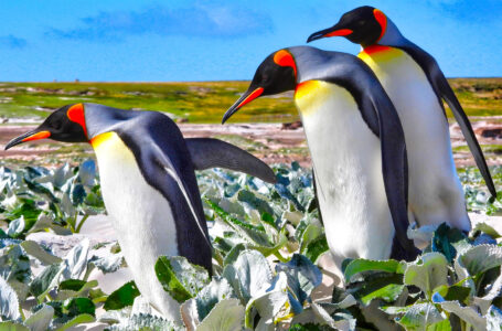 Three Kings Jigsaw Puzzle Three Kings Jigsaw Puzzle