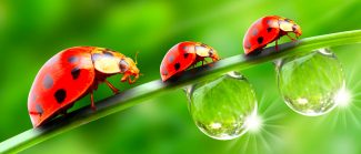 Three Ladybugs