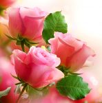 Three Pink Roses