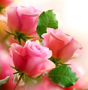 Three Pink Roses Jigsaw Puzzle