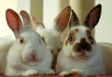 Three Rabbits