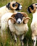 Three Rams