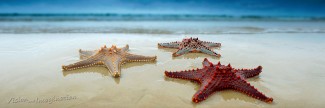 Three Starfish