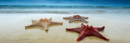 Three Starfish Jigsaw Puzzle