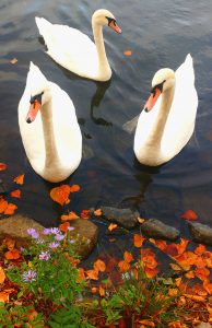 Three Swans Jigsaw Puzzle