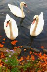 Three Swans