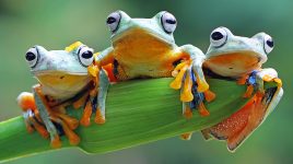 Three Tree Frogs
