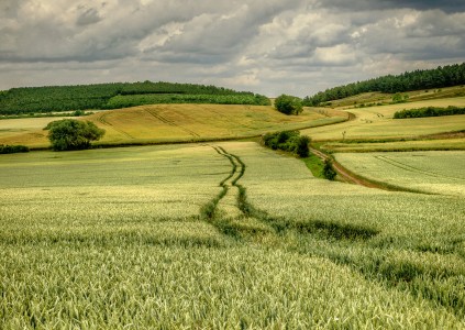 Through the Field Jigsaw Puzzle