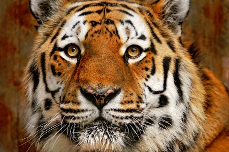 Siberian Tiger Jigsaw Puzzle