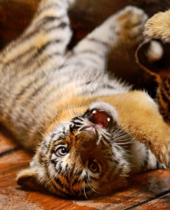Tiger Cub Jigsaw Puzzle