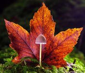 Tiny Mushroom