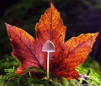 Tiny Mushroom Jigsaw Puzzle