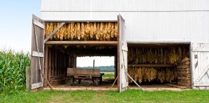 Tobacco Drying Barn