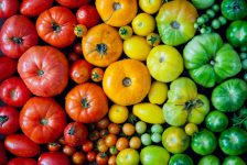 Tomato Colors