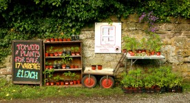 Tomato Plants