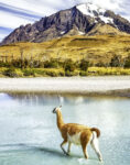 Torres Del Paine Guanaco Jigsaw Puzzle