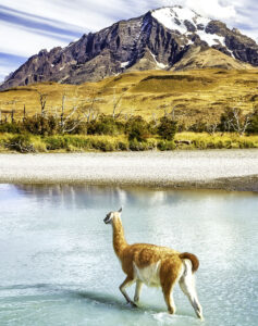 Torres Del Paine Guanaco Jigsaw Puzzle