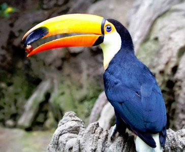 Toucan Jigsaw Puzzle