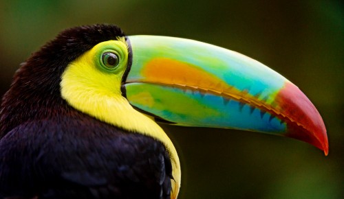 Toucan Closeup Jigsaw Puzzle