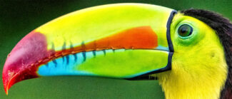 Toucan Time