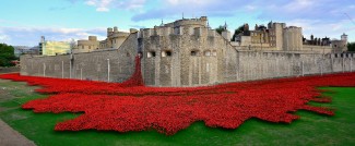 Tower of London Poppies