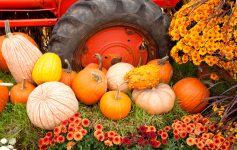 Tractor and Pumpkins